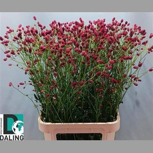 Sanguisorba Of Arnhem Extra