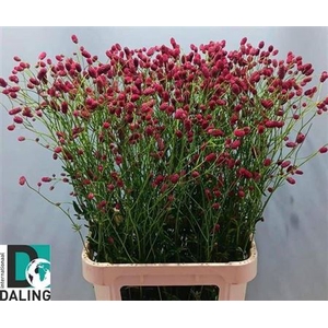 Sanguisorba Of Arnhem