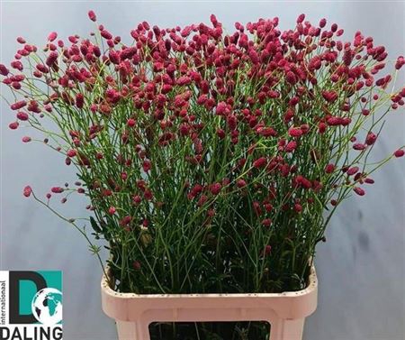 <h4>Sanguisorba Of Arnhem Extra</h4>