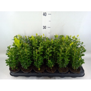 Buxus semp.   ...