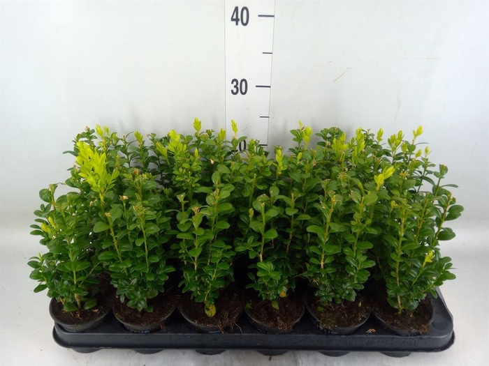 Buxus semp.   ...