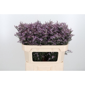 Limon Safora Lilac