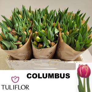 TU DU COLUMBUS