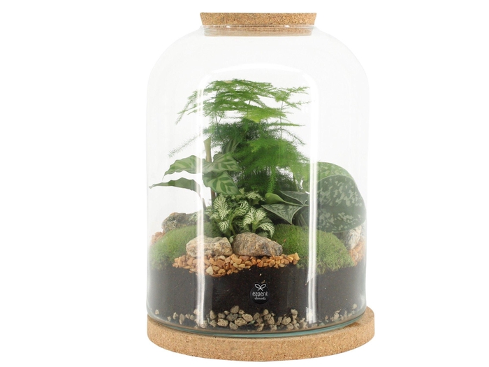<h4>90552: Terrarium arrangement</h4>