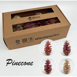 Zijde Pinecone Wx Mix