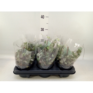 Ceropegia woodii ssp. woodii