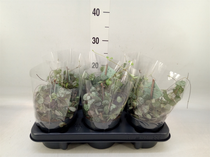 <h4>Ceropegia woodii ssp. woodii</h4>