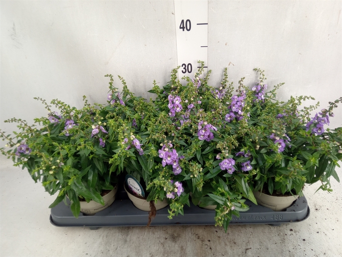 <h4>Angelonia  'Serena Purple'</h4>