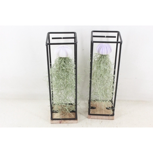 arr3 CP - Ijzer frame hang schelp