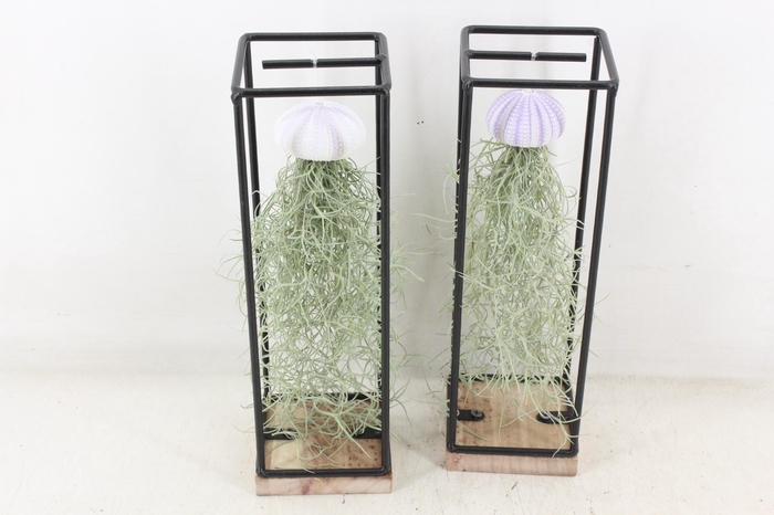 <h4>arr3 CP - Ijzer frame hang schelp</h4>