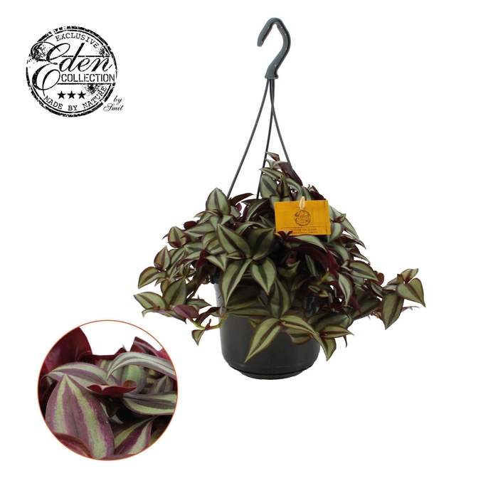 <h4>Tradescantia Zebrina 17cm HP</h4>