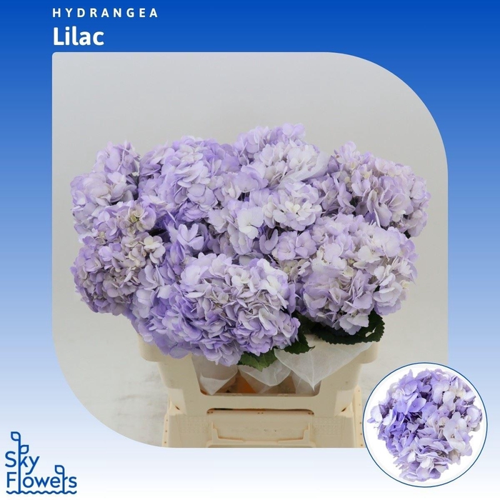 <h4>Hydrangea Lilac</h4>