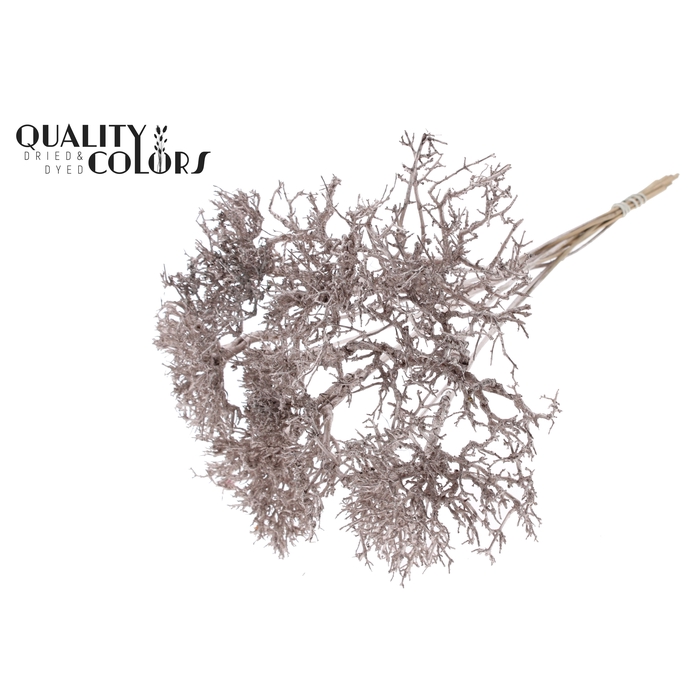 <h4>Dry Tree on stem Champagne</h4>