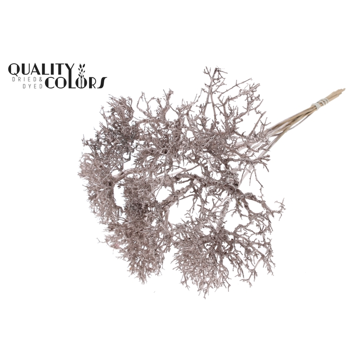 <h4>Dry Tree on stem Champagne</h4>