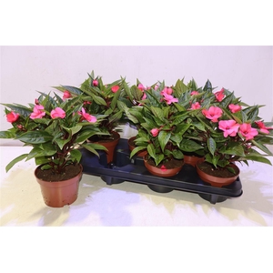 arr8 Impat Cele Pink