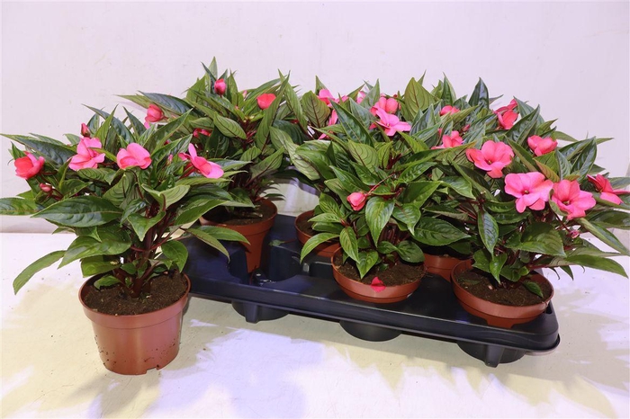 <h4>arr8 Impat Cele Pink</h4>