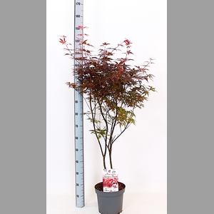 ACER PA SKEET BROOM