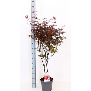 ACER PA SKEET BROOM