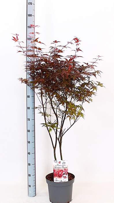 <h4>ACER PA SKEET BROOM</h4>