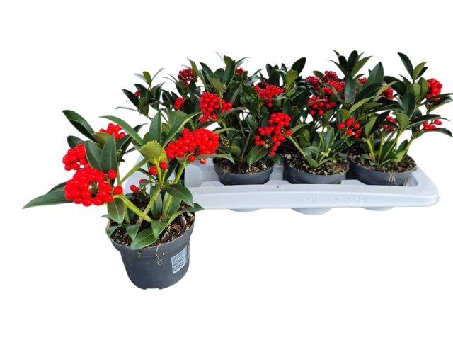 <h4>SKIM JA OBERRIES RED</h4>