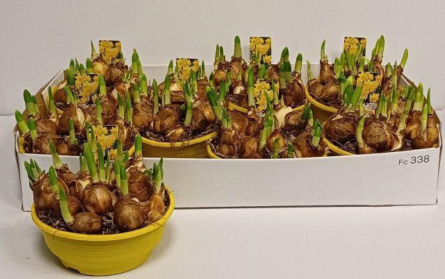 <h4>!! PROMO !! NARCISSUS TETE A TETE P16</h4>