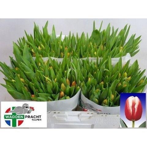 <h4>TU EN LEEN VD MARK</h4>