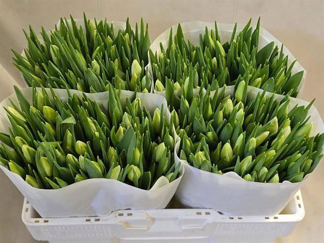 <h4>TU EN FIRST CLASS</h4>