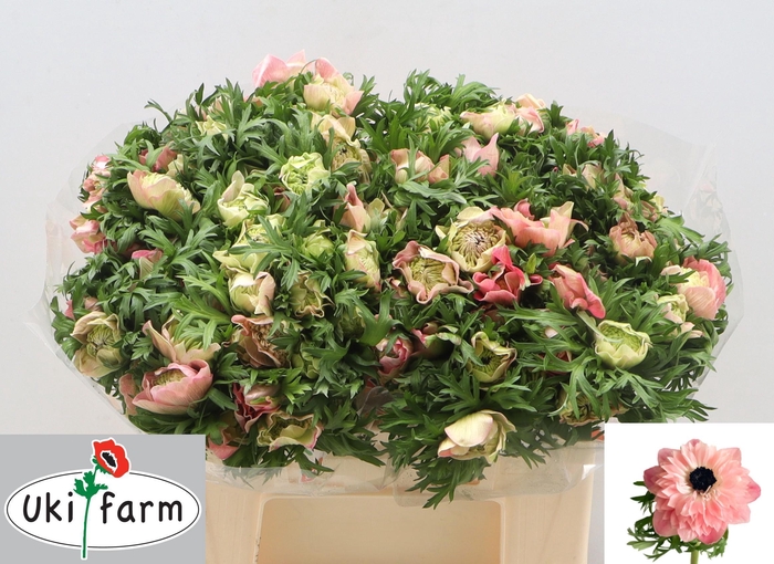 <h4>ANEM CO LEVAN ROSA</h4>