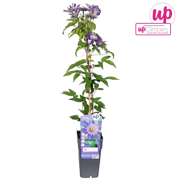 <h4>Clematis Multi Blue P15</h4>