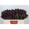 Leucadendron Saf Sunset Dark R.