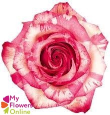 <h4>R Gr Magic Times Bicolor 50cm EC</h4>