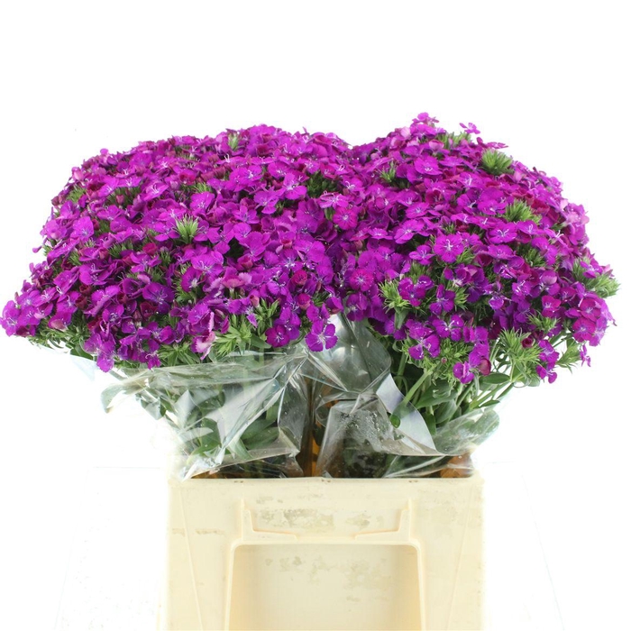 <h4>Di Barb Amazon Purple Super</h4>