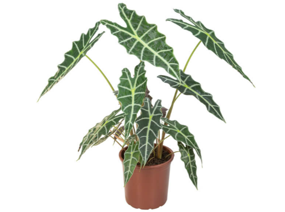 <h4>ALOCASIA AMAZONICA P23</h4>