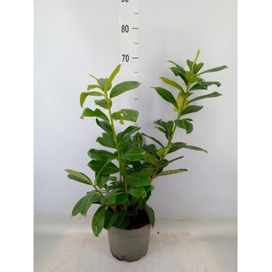 Prunus lauroc. 'Novita'