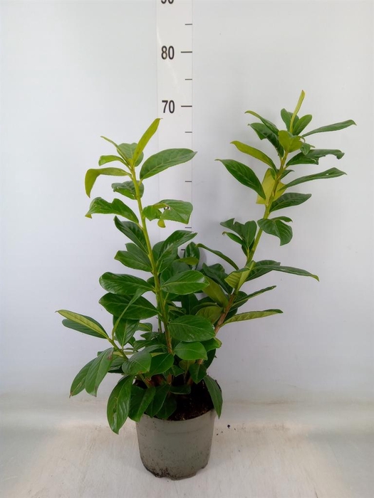 <h4>Prunus lauroc. 'Novita'</h4>