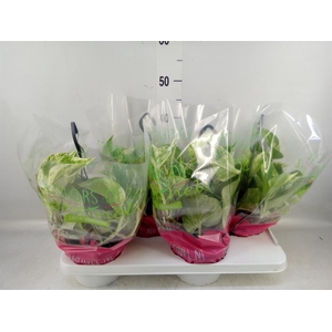 Epipremnum pinn. 'Marble Queen'  HG