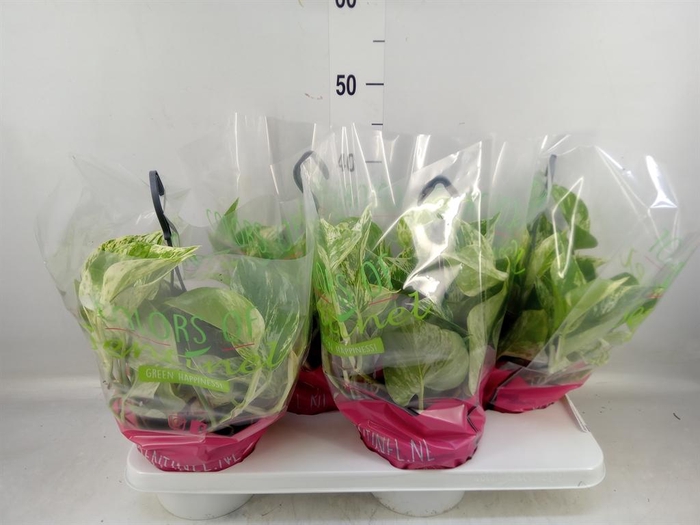 <h4>Epipremnum pinn. 'Marble Queen'  HG</h4>