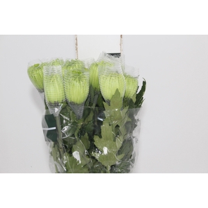 ANASTASIA DARK GREEN 080 CM VERDE