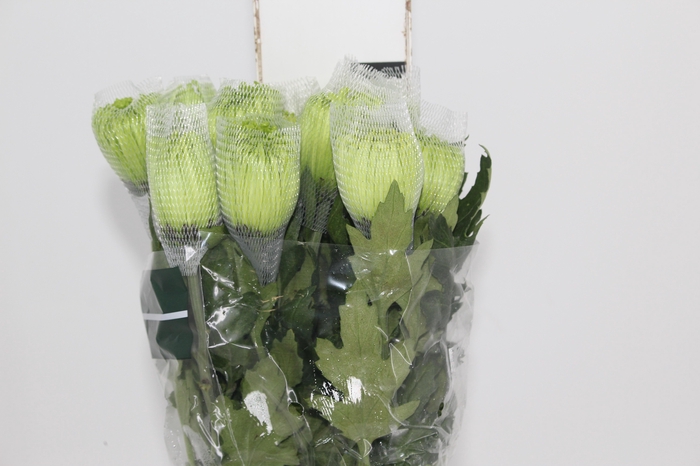 <h4>ANASTASIA DARK GREEN 080 CM VERDE</h4>