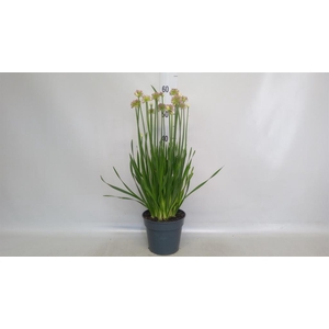 Allium  'Millenium'
