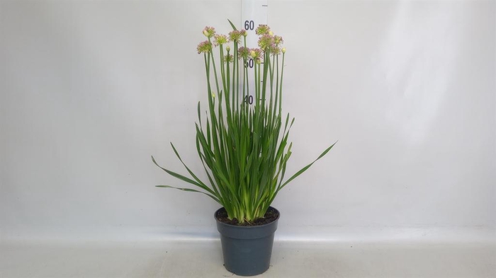 <h4>Allium  'Millenium'</h4>