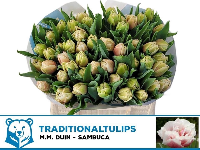 <h4>TU DU SAMBUCA</h4>