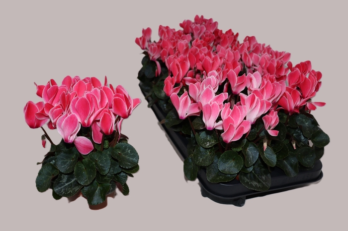 <h4>CYCL KL OVERIG</h4>