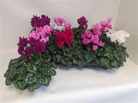 <h4>Cycl Kl Macaron</h4>