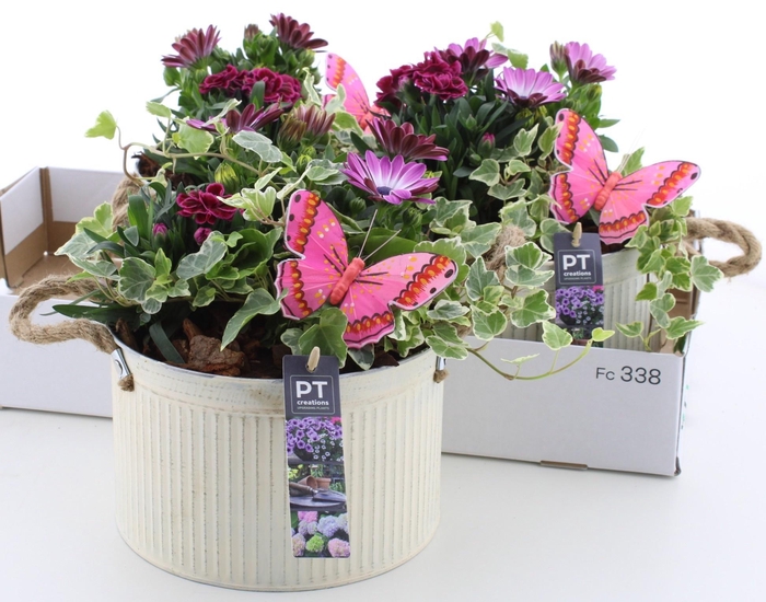 <h4>ARR TUINPLANTEN</h4>