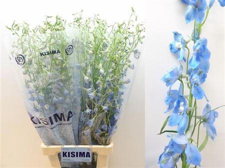 <h4>Delph En Sky Waltz</h4>