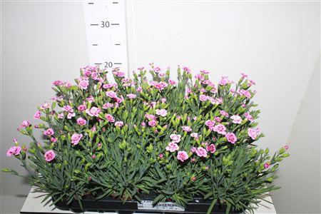<h4>Dian Di Pink Kisses</h4>