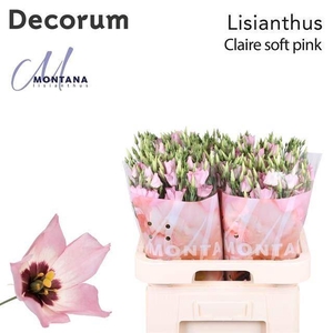LIS ENK CLAIRE LIGHT PINK