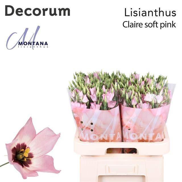 <h4>LIS ENK CLAIRE LIGHT PINK</h4>