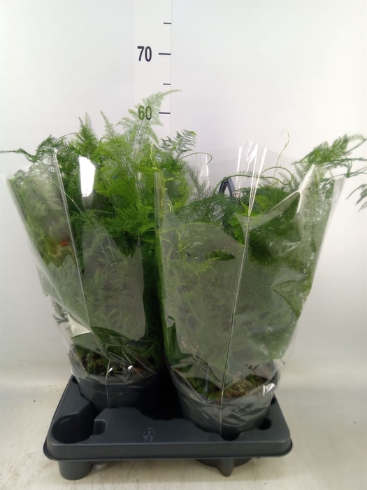 <h4>Asparagus setaceus</h4>